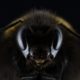 Robot Bees Delfly- YellRobot