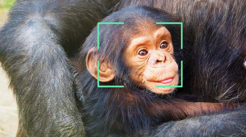 Chimp Facial Recognition ChimpFace - YellRobot