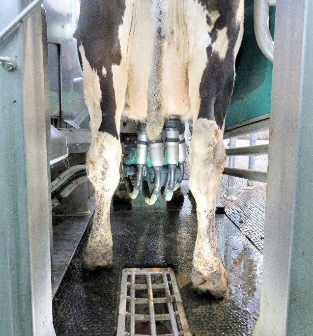 robots milking cows 5g - YellRobot
