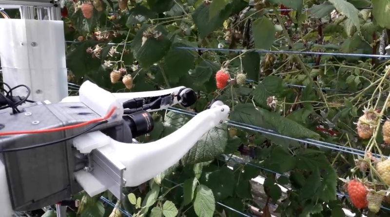 Raspberry Picking Robots England - YellRobot