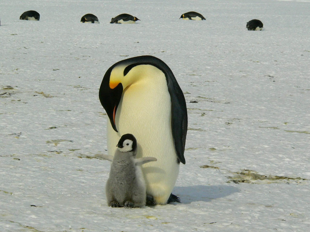 Intel Using AI To Save Penguins Antartica - YellRobot
